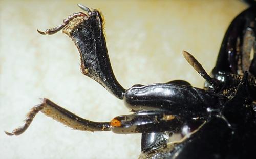 Oxysternus maximus